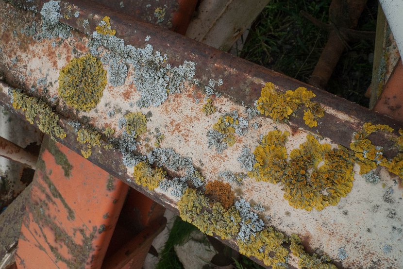 Lichens Lullier-1